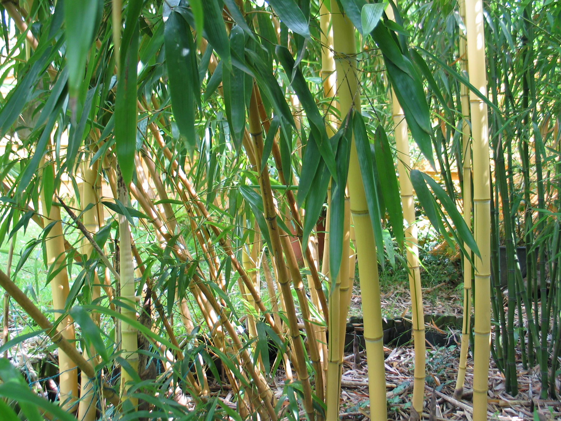 Bambusmilbe auf dem Vormarsch in deutschen Gärten Industrieverband Agrar