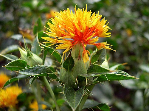 Färberdistel oder Saflor: Ein Nischenprodukt mit Potenzial