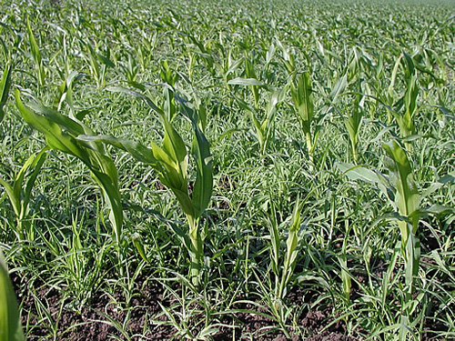 Unkraut vergeht nicht | Industrieverband Agrar