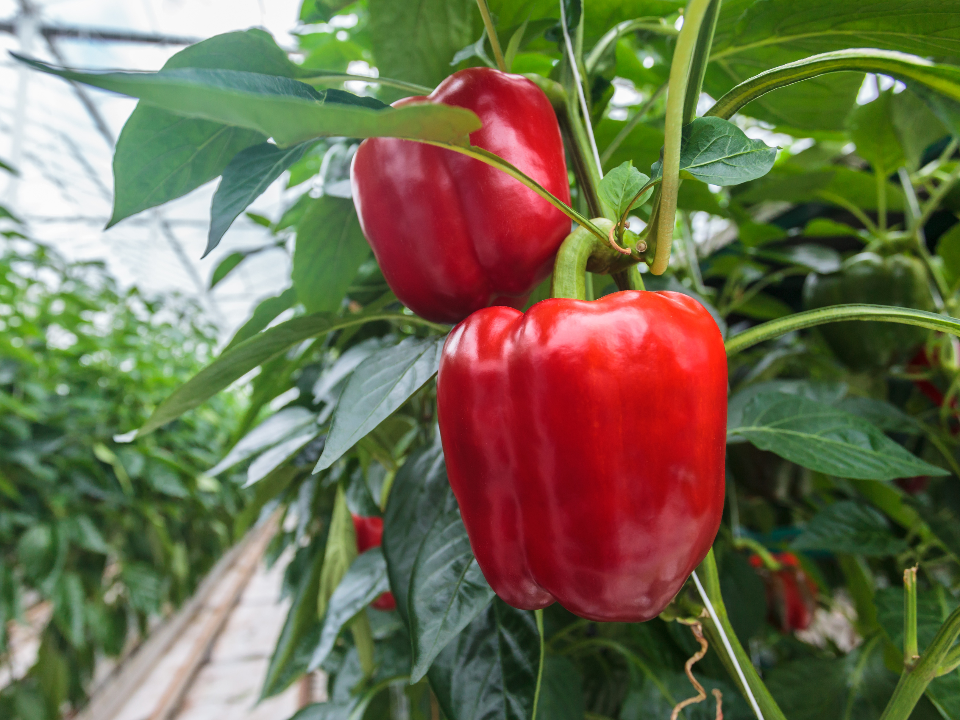 Paprika Die Schärfe macht den Unterschied Industrieverband Agrar