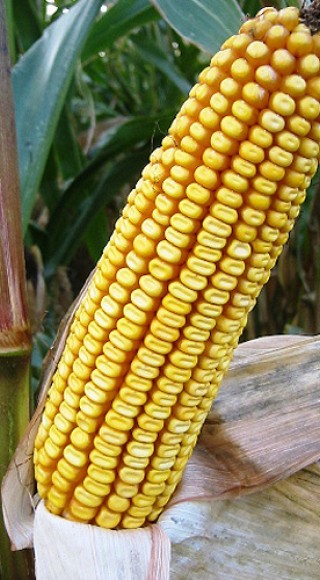 die-subtropenpflanze-mais-bringt-auch-in-unserem-gemaessigten-klima-enorme-leistungen.jpg
