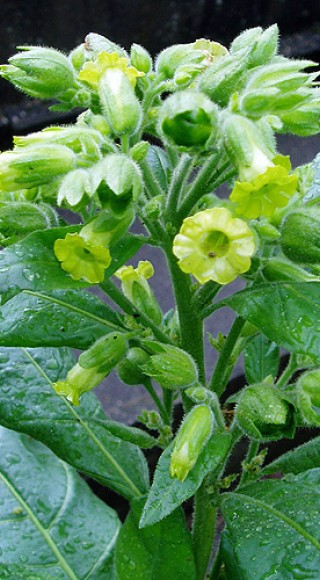 die-tabakpflanze-wurde-zur-giftpflanze-des-jahres-2009-gewaehlt.jpg