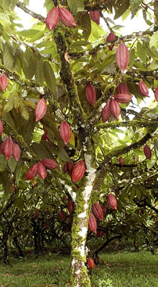 kakaobaum-mit-fruechten.jpg